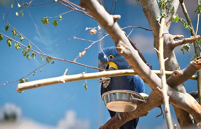 官方授权的ddos工具下载