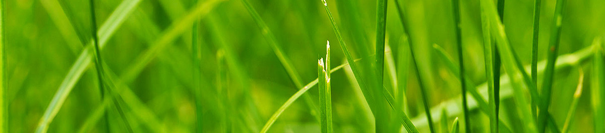 cc攻击免费网页版